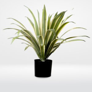 AGAVE PLAT L 47LVS IN POT-70CM