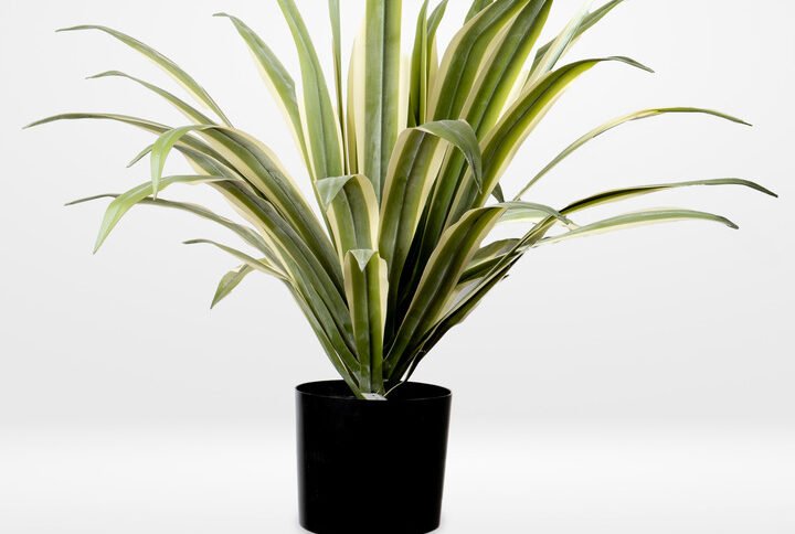 AGAVE PLAT L 47LVS IN POT-70CM