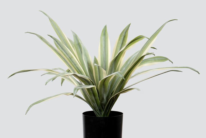 AGAVE PLAT S 32LVS IN POT-36CM