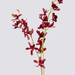 BUTTERFLY ORCHID X3-BGDY