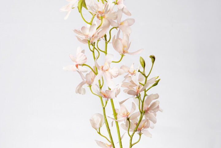 BUTTERFLY ORCHID X3-PI