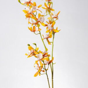 BUTTERFLY ORCHID X3-YLGR