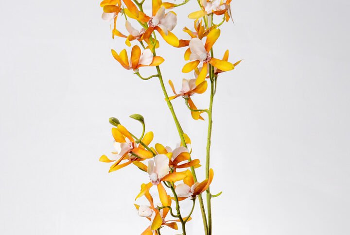 BUTTERFLY ORCHID X3-YLGR