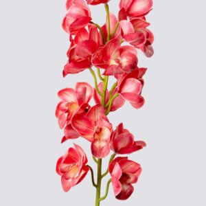 CYMBIDIUM SGL ROUNDED 80CM-DPI