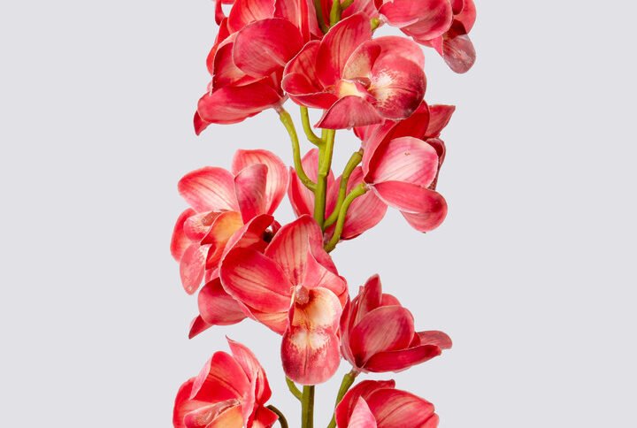 CYMBIDIUM SGL ROUNDED 80CM-DPI