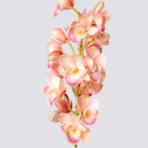 CYMBIDIUM SGL ROUNDED 80CM-LPI