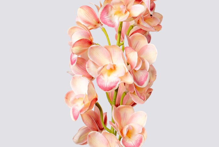 CYMBIDIUM SGL ROUNDED 80CM-LPI