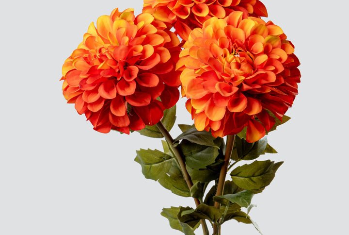 DAHLIA BALL BOUQUET X3-OR