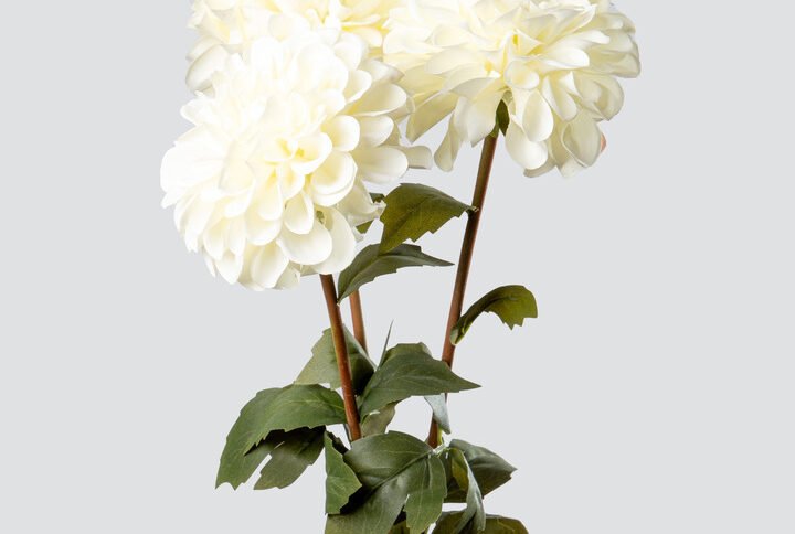 DAHLIA BALL BOUQUET X3-WH