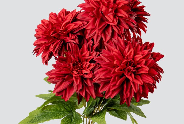 DAHLIA OPEN X9-RD