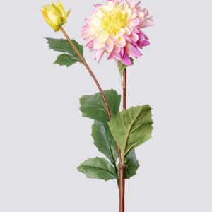 DAHLIA SGL HQ L68-WHPU