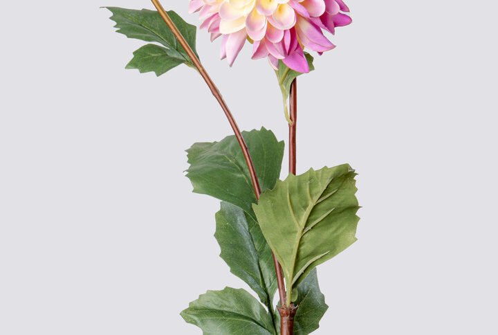 DAHLIA SGL HQ L68-WHPU