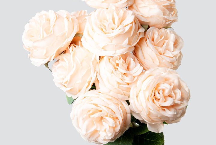 GARDEN ROSE BUNCH X10-LT.PEACH