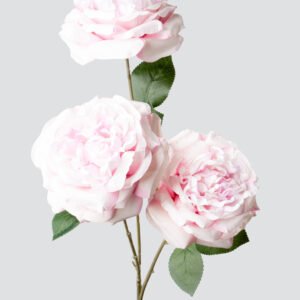 GARDEN ROSE MJ X3-LT.PI