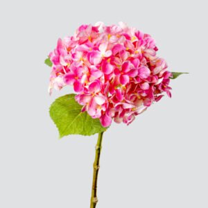 HYDRANGEA SGL HQ 2364-DPI