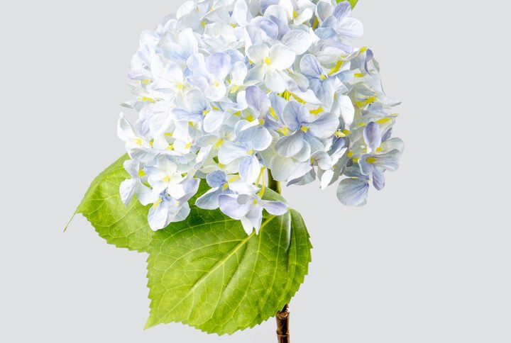 HYDRANGEA SGL HQ 2364-LBL