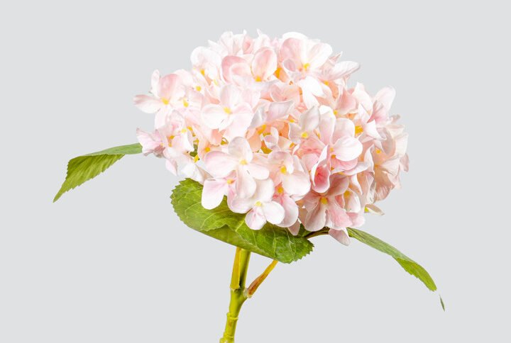 HYDRANGEA SGL HQ 2364-LPI