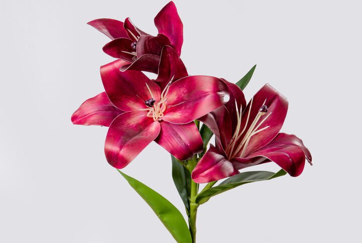 LILY 3D SX3-MR