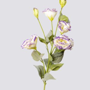 LISIANTHUS X6 WH-PU