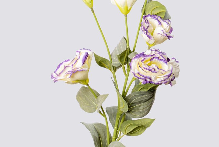 LISIANTHUS X6 WH-PU