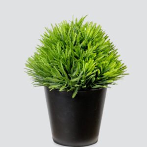 MINI FERN BALL 20CM IN POT