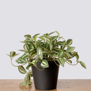 MINI TRANDESCANTIA IN POT-18CM GRYL