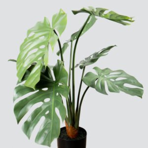 MONSTERA POT PLANT S-85CM