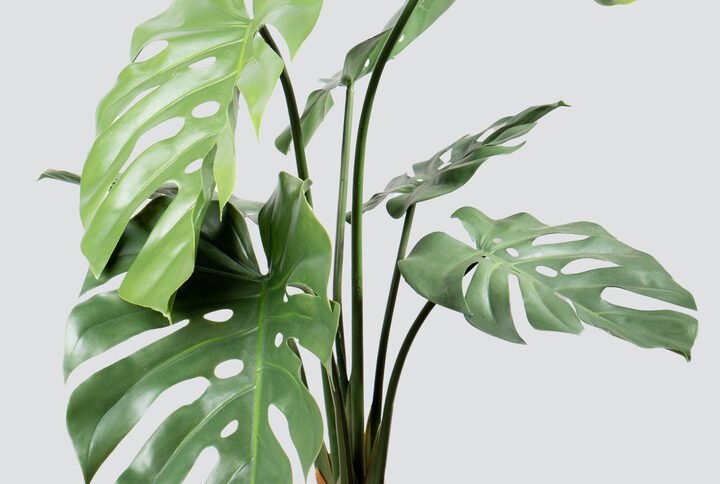 MONSTERA POT PLANT S-85CM