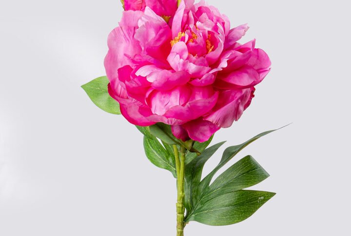 PEONY SGL X2 67CM-FU