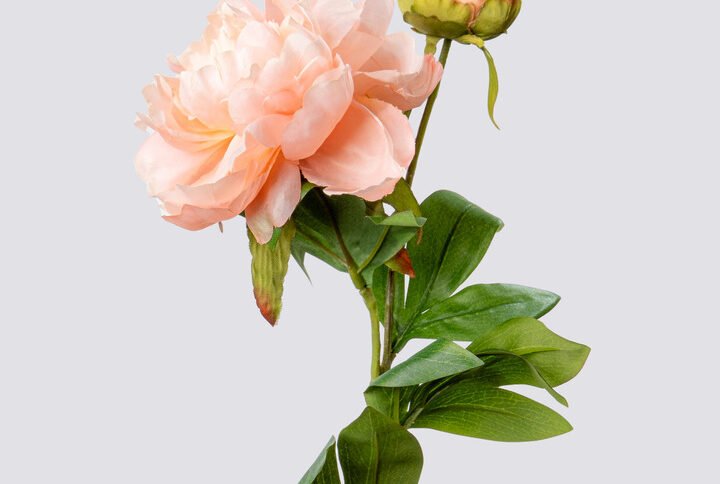 PEONY SGL X2 67CM-SALMON 1