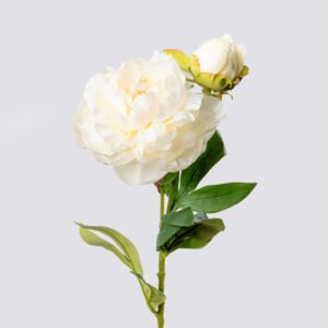 PEONY SGL X2 67CM-WH