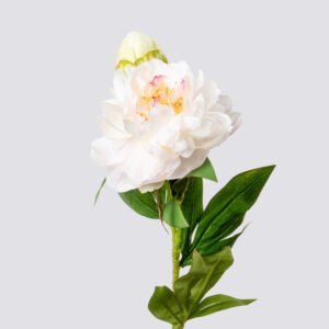 PEONY SGL X2 67CM-WH.PI 1