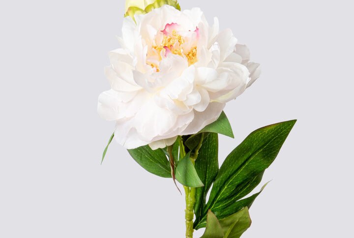 PEONY SGL X2 67CM-WH.PI 1