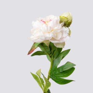 PEONY SGL X2 67CM-WH.PI 2