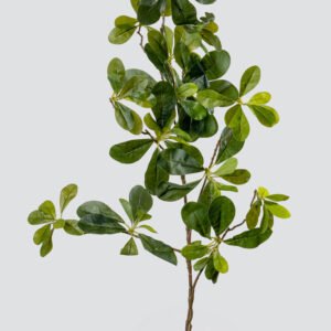 PITTOSPORUM L-DOZEN GR 2