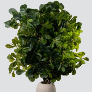 PITTOSPORUM L/DOZEN GR