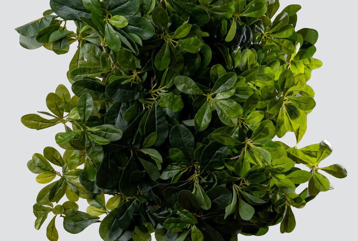 PITTOSPORUM L/DOZEN GR