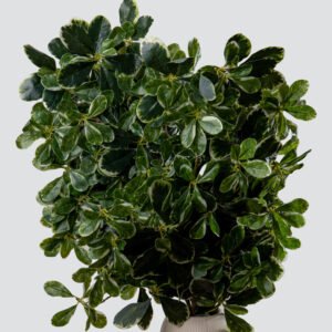 PITTOSPORUM L/DOZEN GR/WH