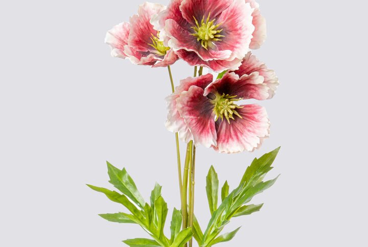 POPPY X3 1 BUD 69CM-BG-CR