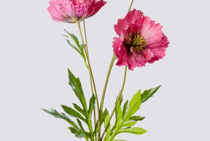 POPPY X3 1 BUD 69CM-DKRD