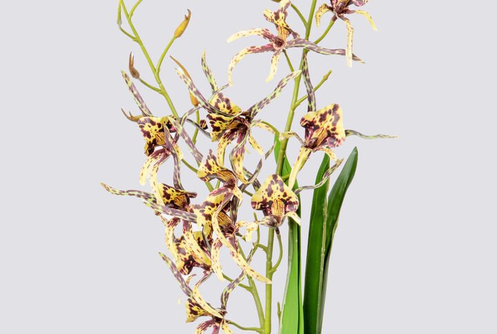 SPIDER ORCHID HQ L-YLGR