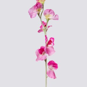 SWEET PEA X7 64CM-FU