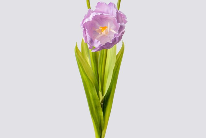 TULIP PARROT BQX3-LILAC 1