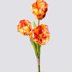 TULIP PARROT BQX3-ORYL