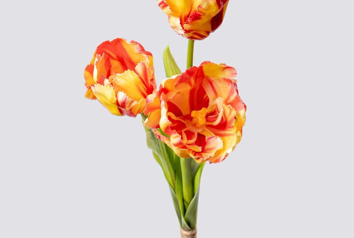 TULIP PARROT BQX3-ORYL